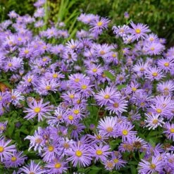 Monch Frikart's Aster -Plant Seed Store aster x frikartii m nch flowers garden