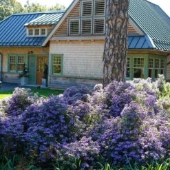 Bluebird Smooth Aster -Plant Seed Store aster bluebird northcreek nurseries cropped