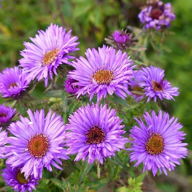 Purple Dome New England Aster 1 Purple Dome New England Aster