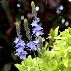Aztec Gold Veronica -Plant Seed Store aztec gold veronica 4