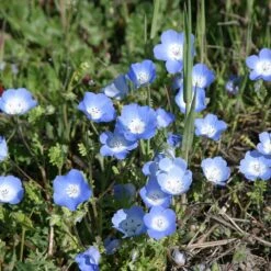 Alternative Lawn Wildflower Seed Mix 12 Alternative Lawn Wildflower Seed Mix -Plant Seed Store baby blue eyes 1