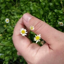 Miniature Mat Daisy (Bellium) -Plant Seed Store bellium minutum miniature