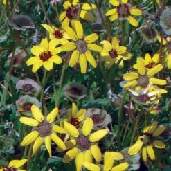 Mora County Chocolate Flower Mix (Berlandiera) -Plant Seed Store berlandiera chocolate flower 25391 1