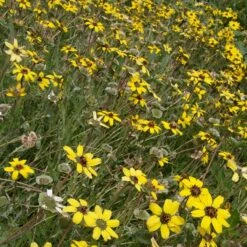 Mora County Chocolate Flower Mix (Berlandiera) -Plant Seed Store berlandiera lyrata david.winger cropped 2