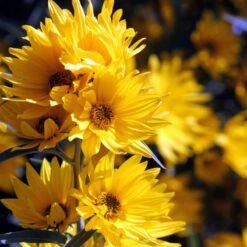 Plant Seed Store 38 Santa Fe Maximilian's Sunflower (Helianthus)