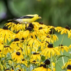 Goldsturm Black Eyed Susan -Plant Seed Store bird rudbeckia goldsturm web 2