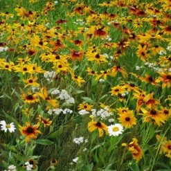 Dry Area Wildflower Seed Mix -Plant Seed Store black eyed susan gloriosa daisy yarrow