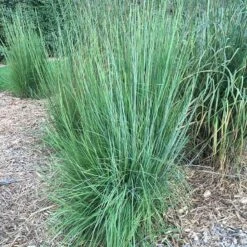 Blaze Little Bluestem Grass -Plant Seed Store blaze little bluestem credit hoffmannursery