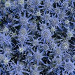 Blue Glitter Sea Holly (Eryngium) -Plant Seed Store blue glitter sea holly 2