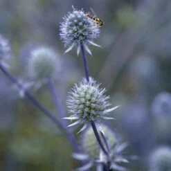 Blue Glitter Sea Holly (Eryngium) -Plant Seed Store blue glitter sea holly