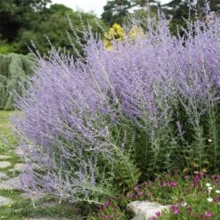 Plant Seed Store 22 Blue Spires Russian Sage