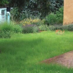 Hachita Blue Grama Grass Plugs -Plant Seed Store blue grama buffalo grass