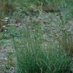 Hachita Blue Grama Grass Plugs -Plant Seed Store bouteloua gracilis hachita3 1