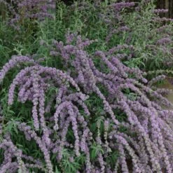 Silver Spring Blooming Butterfly Bush (Buddleia) -Plant Seed Store buddleia alternafolia argentea