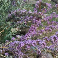 Silver Spring Blooming Butterfly Bush (Buddleia) -Plant Seed Store buddleia alternifolia argentea