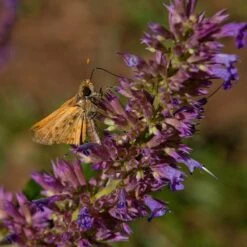Blue Blazes Agastache -Plant Seed Store butterfly on blue blazes hyssop