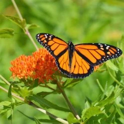 Butterfly Weed -Plant Seed Store butterfly weed 3