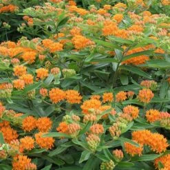 Butterfly Weed -Plant Seed Store butterfly weed 4