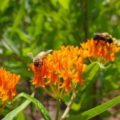 Butterfly Weed (Clay Form) 13 Butterfly Weed (Clay Form) -Plant Seed Store butterfly weed asclepias tuberosa garden