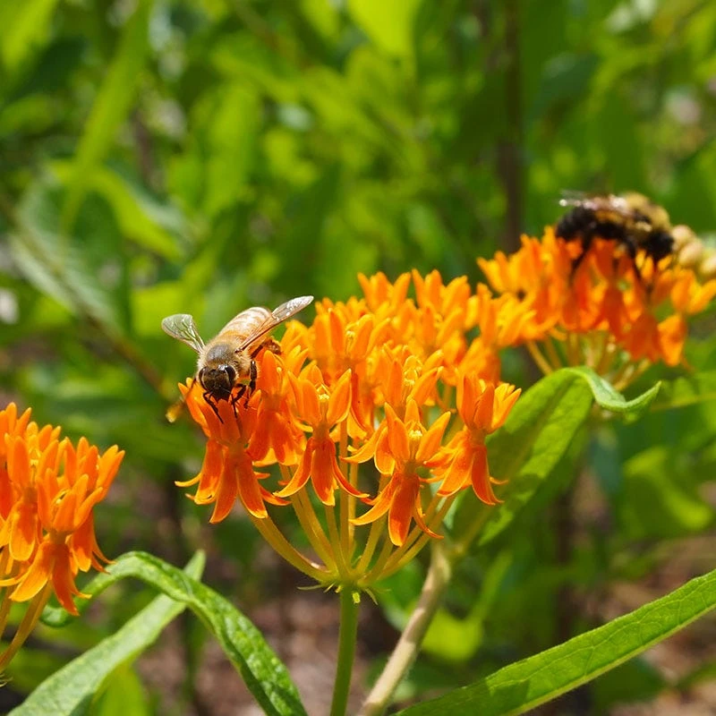 Butterfly Weed (Clay Form) 7 Butterfly Weed (Clay Form) - Image 7