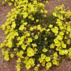 Sundrops (Calylophus) -Plant Seed Store calylophus drummondii 3