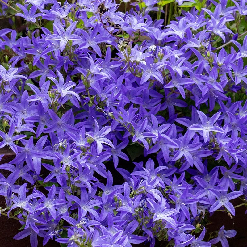Blue Waterfall Bellflower (Campanula) 1 Blue Waterfall Bellflower (Campanula)