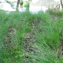 Appalachian Sedge -Plant Seed Store carex appalachica hoffman cropped 3 1