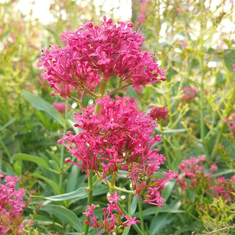 Pink Valerian (Centranthus) 1 Pink Valerian (Centranthus)