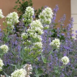 Rosy Trio Valerian Collection (Centranthus) -Plant Seed Store centranthus ruber albus and nepeta 1
