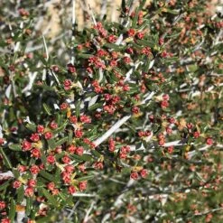 Littleleaf Mountain Mahogany (Cercocarpus) -Plant Seed Store cercocarpus intricatus flowers red