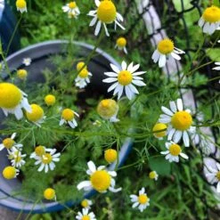 Alternative Lawn Wildflower Seed Mix 10 Alternative Lawn Wildflower Seed Mix -Plant Seed Store chamomile potted