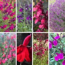 Cold Hardy Rainbow Salvia Collection -Plant Seed Store cold hardy rainbow salvia coll 10 18 23