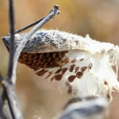 Common Milkweed -Plant Seed Store common milkweed seeds seed pod