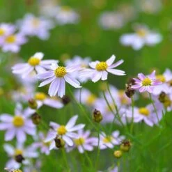 American Dream Coreopsis -Plant Seed Store coreopsis american dream 3