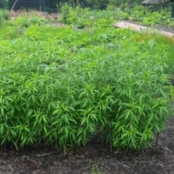 Gold Standard Coreopsis -Plant Seed Store coreopsis gold standard foliage cropped northcreek