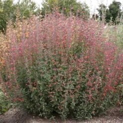 Coronado® Red Agastache 5 Coronado® Red Agastache -Plant Seed Store coronado red agastache full plant