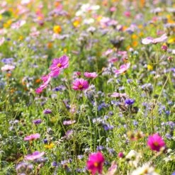 Dry Area Wildflower Seed Mix -Plant Seed Store cosmos bachelor buttons meadow
