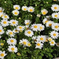 Alternative Lawn Wildflower Seed Mix 9 Alternative Lawn Wildflower Seed Mix -Plant Seed Store creeping daisy