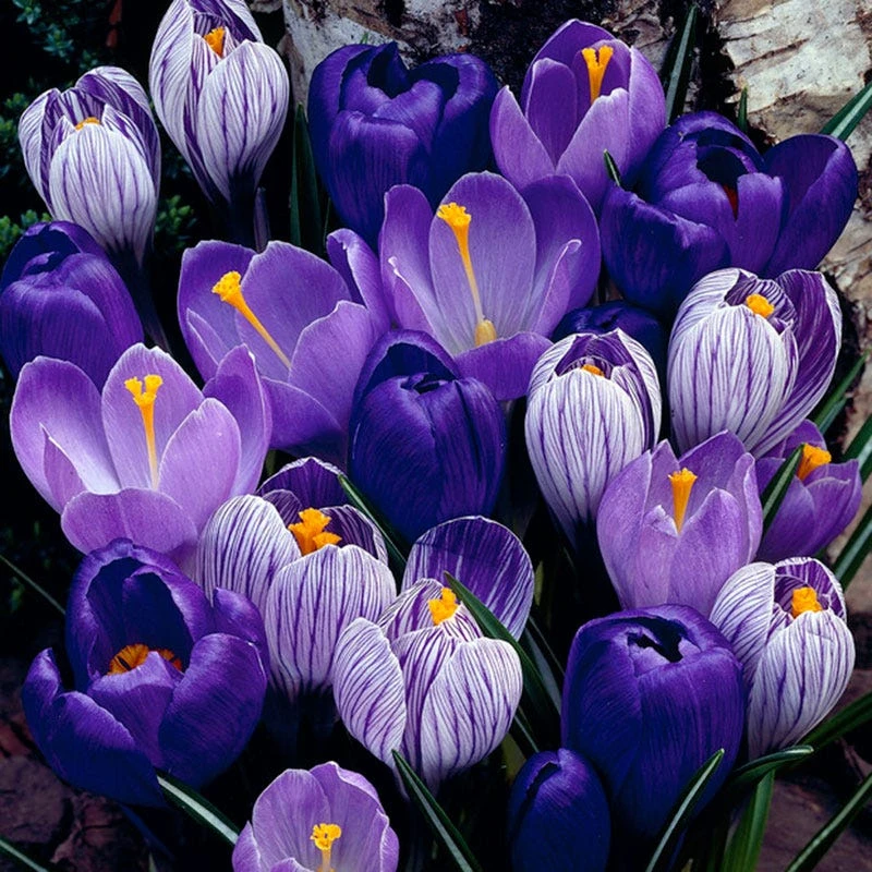 Blue Moon Dutch Crocus Mix 1 Blue Moon Dutch Crocus Mix