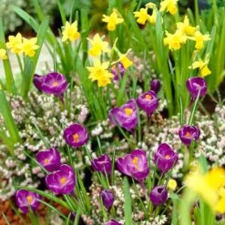 Remembrance Dutch Crocus 12 Remembrance Dutch Crocus -Plant Seed Store crocus remembrance daffodil tete a tete 25984