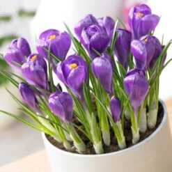 Remembrance Dutch Crocus 13 Remembrance Dutch Crocus -Plant Seed Store crocus remembrance visi75695