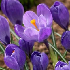 Remembrance Dutch Crocus 15 Remembrance Dutch Crocus -Plant Seed Store crocus remembrance visi86705