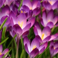 Tommasini's Ruby Giant Crocus -Plant Seed Store crocus tommasinianus bulbs ruby giant 39150 1 web
