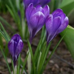 Tommasini's Ruby Giant Crocus -Plant Seed Store crocus tommasinianus bulbs ruby giant 39150 3 web