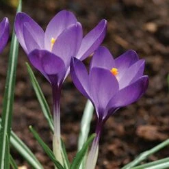 Tommasini's Ruby Giant Crocus -Plant Seed Store crocus tommasinianus bulbs ruby giant 39150 5 web