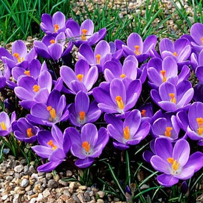 Remembrance Dutch Crocus 1 Remembrance Dutch Crocus