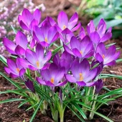 Tommasini's Ruby Giant Crocus -Plant Seed Store crocusrubygiant1 1