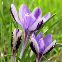 Spring Beauty Snow Crocus -Plant Seed Store crocusspringbeauty1