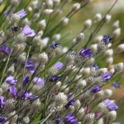 Cupid's Dart (Catanache) -Plant Seed Store cupids dart catananche caerulea garden before bloom