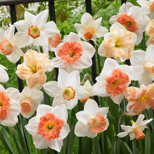 60 Days Of Daffodils Mix 4 60 Days Of Daffodils Mix -Plant Seed Store